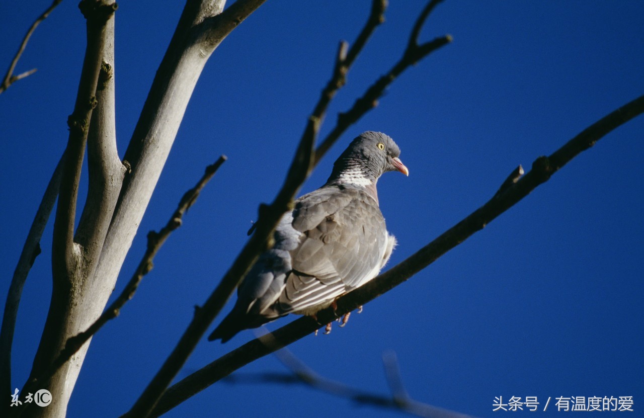 鸽病治疗经验分享
