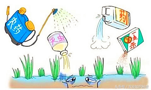 鸡毛菜怎样洗能去除农药残留,教你9种方法去除果蔬农药残留