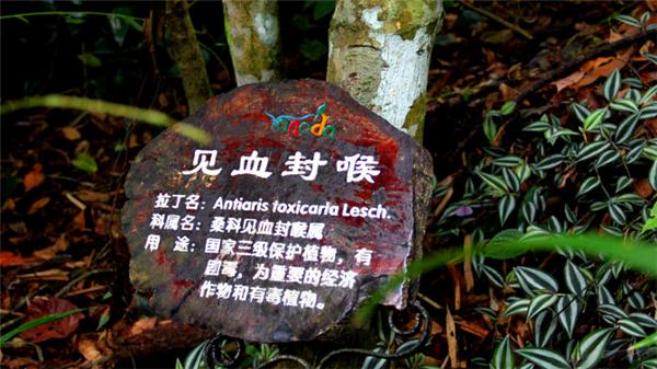 三亚的阳光与海滩,遇见阳光沙滩三亚