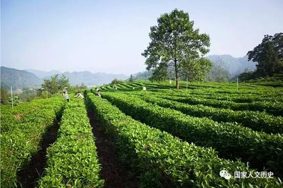 中国好茶：罗斯福找人代购，无数人追捧，价格涨到一担360两白银