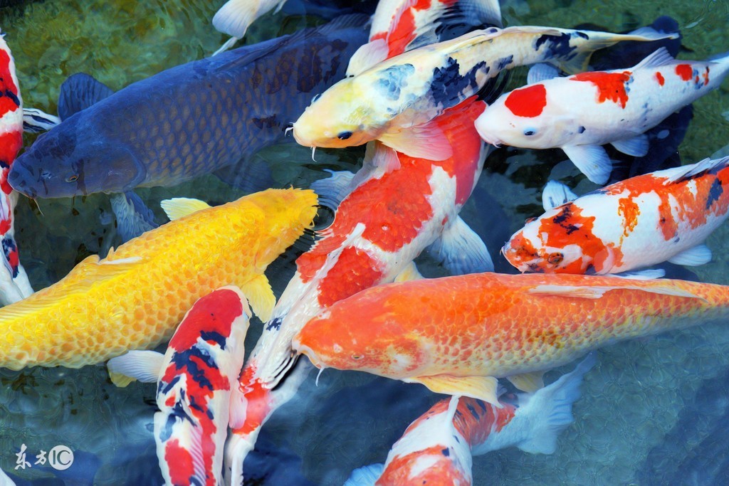 鱼缸锦鲤鱼需要定期预防鱼病吗,锦鲤鱼常见鱼病防治