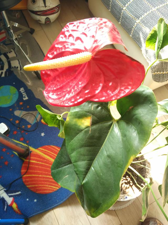 红掌病害分析,红掌一般会有什么病害