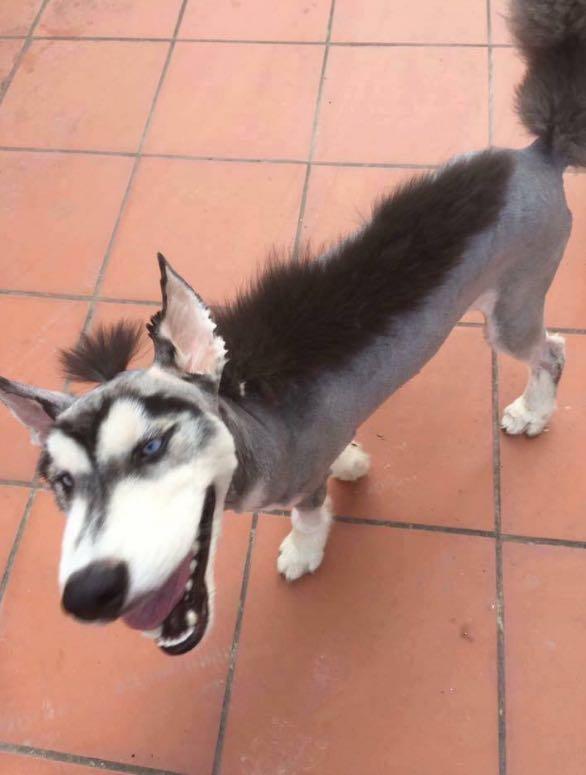 如何解决室内狗毛问题,狗掉毛的季节狗毛满天飞怎么办