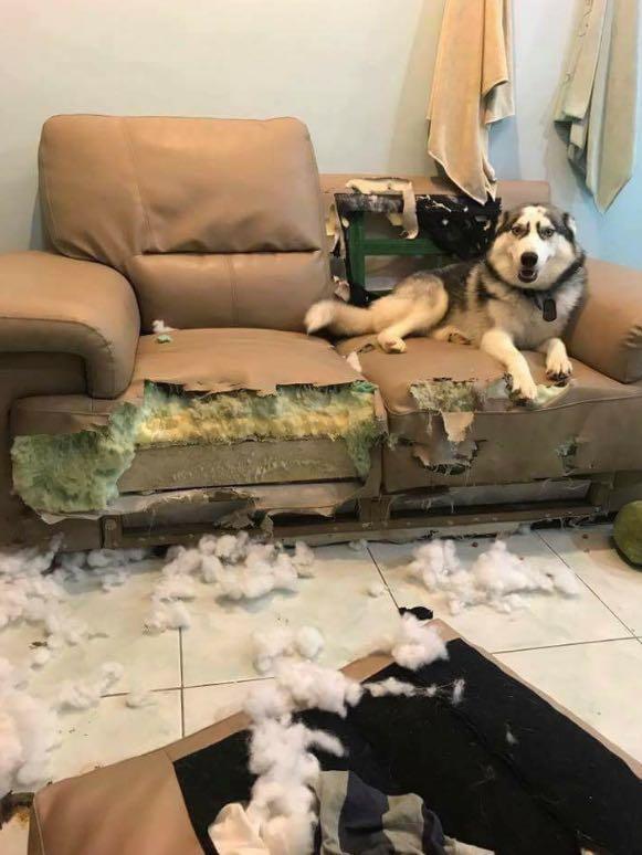 如何解决室内狗毛问题,狗掉毛的季节狗毛满天飞怎么办