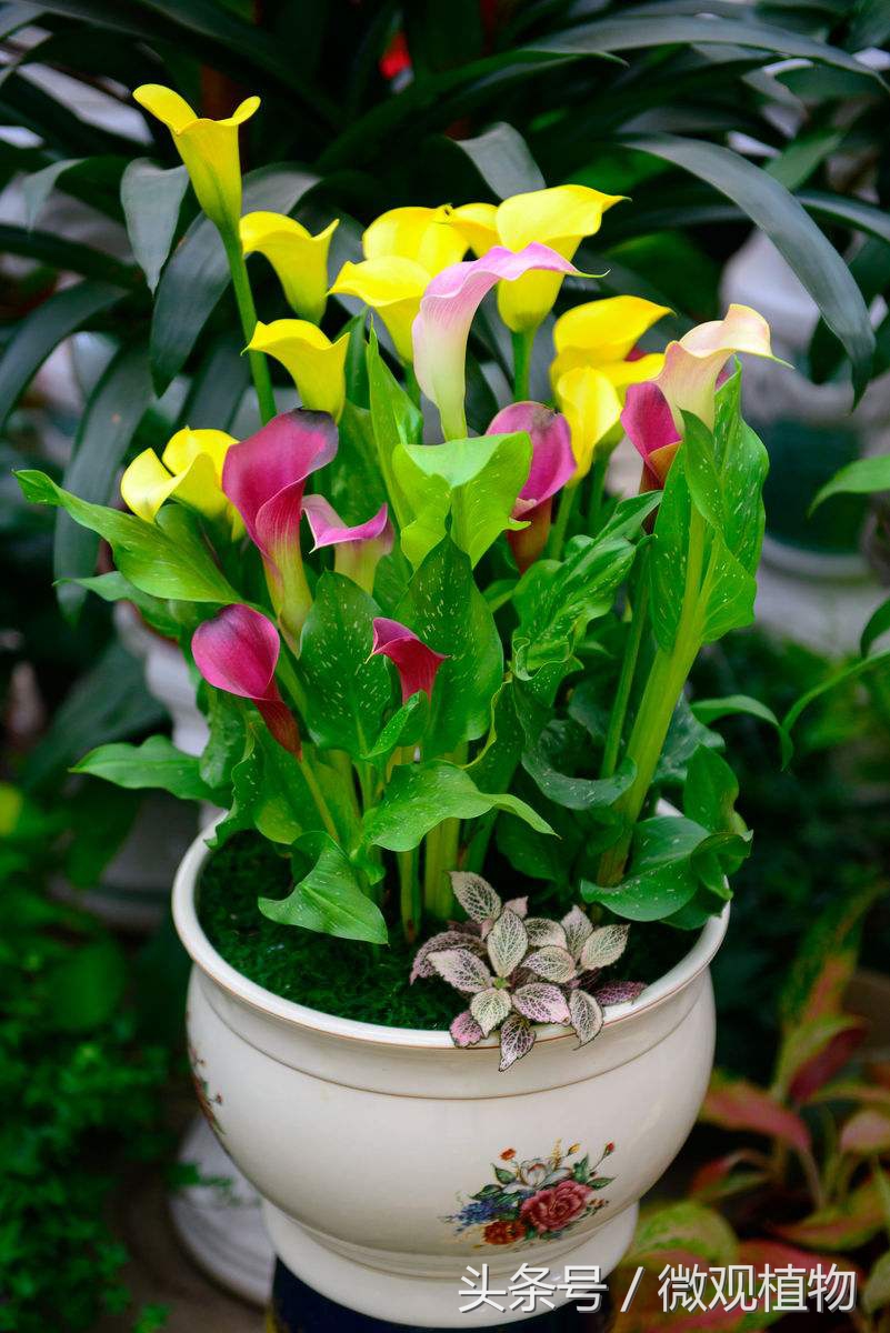 马蹄莲怎么养才会长得大,马蹄莲怎么养才能更旺盛