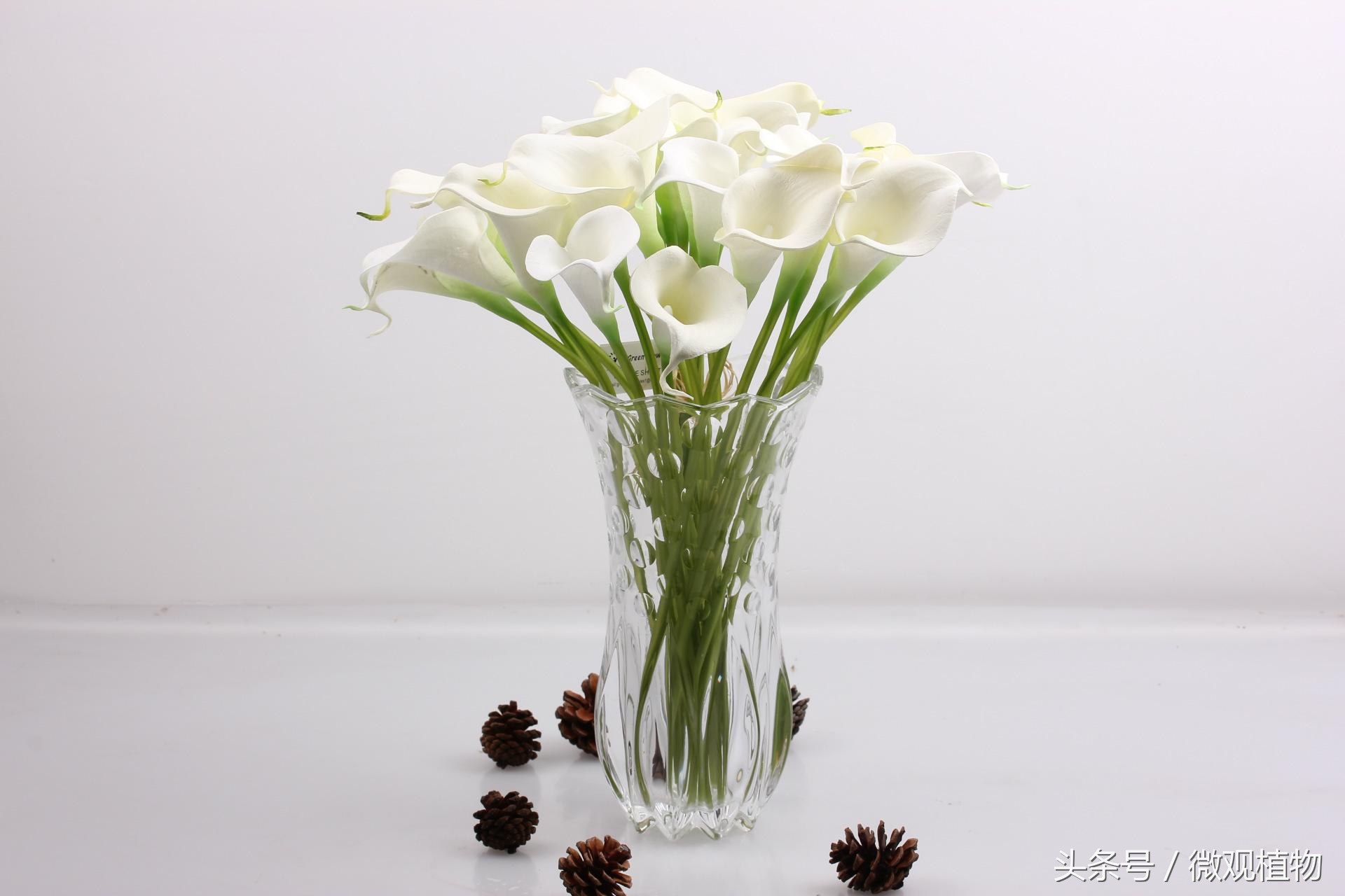 马蹄莲怎么养才会长得大,马蹄莲怎么养才能更旺盛