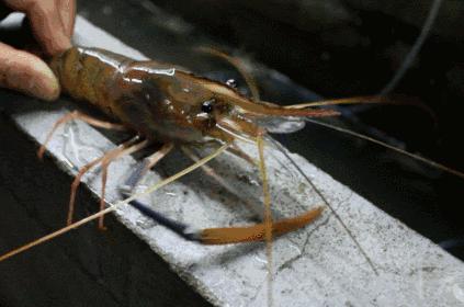 电吹风虾,台湾电吹风烤虾