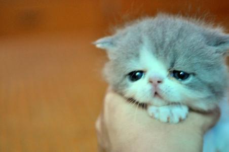 猫咪感冒严重需要做些什么检查,猫咪生病的12种表现铲屎官必知