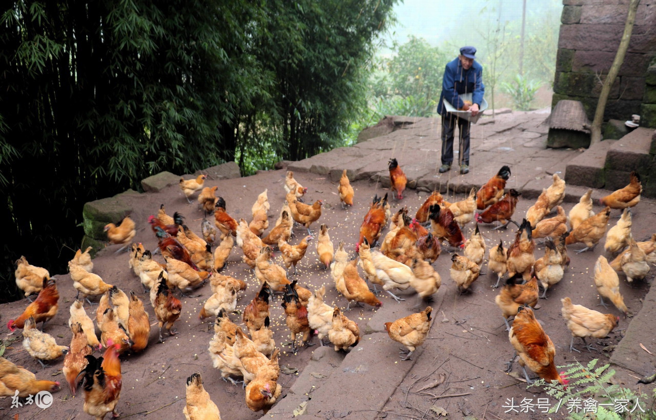养鸡怎么知道鸡的病,养鸡技术鸡病死了怎么办