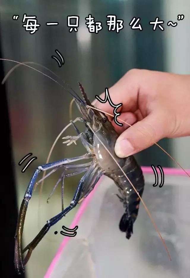 电吹风虾,台湾电吹风烤虾