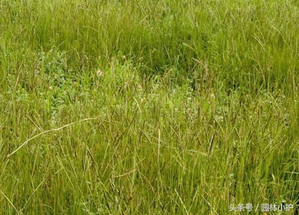 园林草坪改造设计草图,园林草坪修剪机器视频