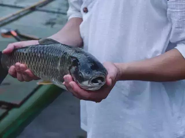 武夷山最好的别墅民宿,武夷山最值得一住的民宿