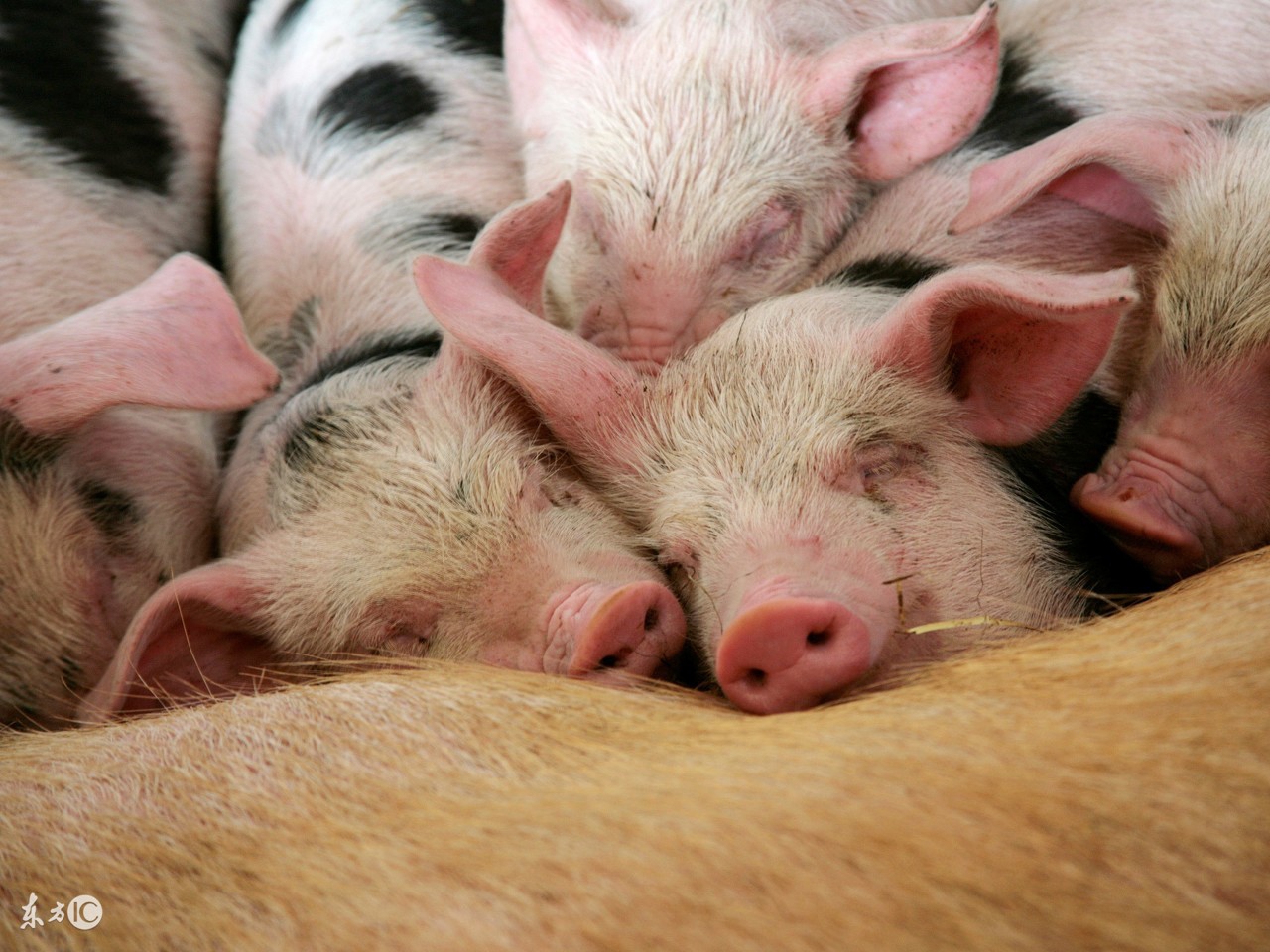 母猪产后低温不食是怎么引起的,母猪产后低温症治疗