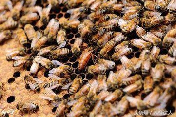 中蜂蜂蜜与意蜂蜂蜜有何区别,意蜂一年能产多少斤蜂蜜