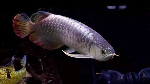 运输过程导致龙鱼沉头的解决方法,龙鱼肠胃问题引起的沉头能自愈吗