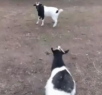 这款鸡尾酒叫misty,好看又可以调的鸡尾酒