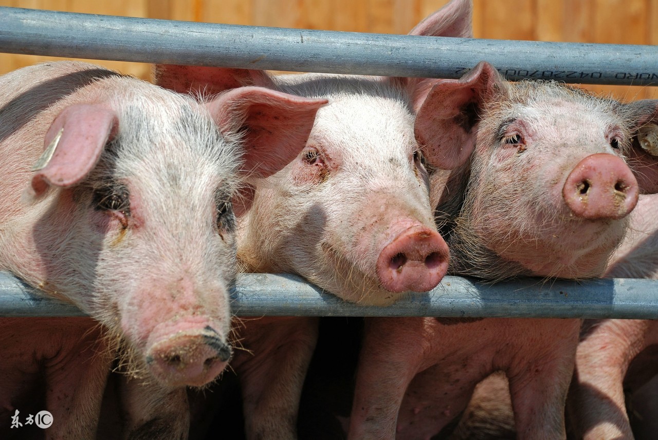 母猪产后低温不食是怎么引起的,母猪产后低温症治疗