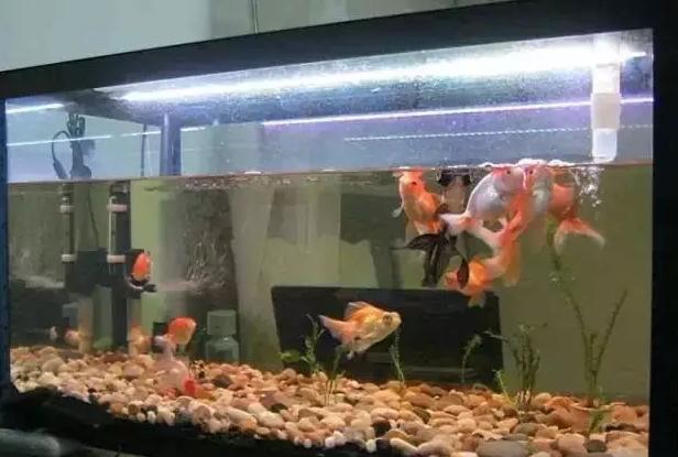 柴米油盐酱醋茶，养花效果不是一般得强！