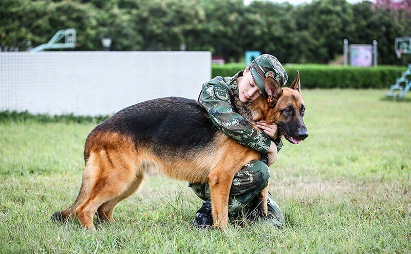 张馨予被狗咬的是哪个节目,张馨予为什么被狗咬伤