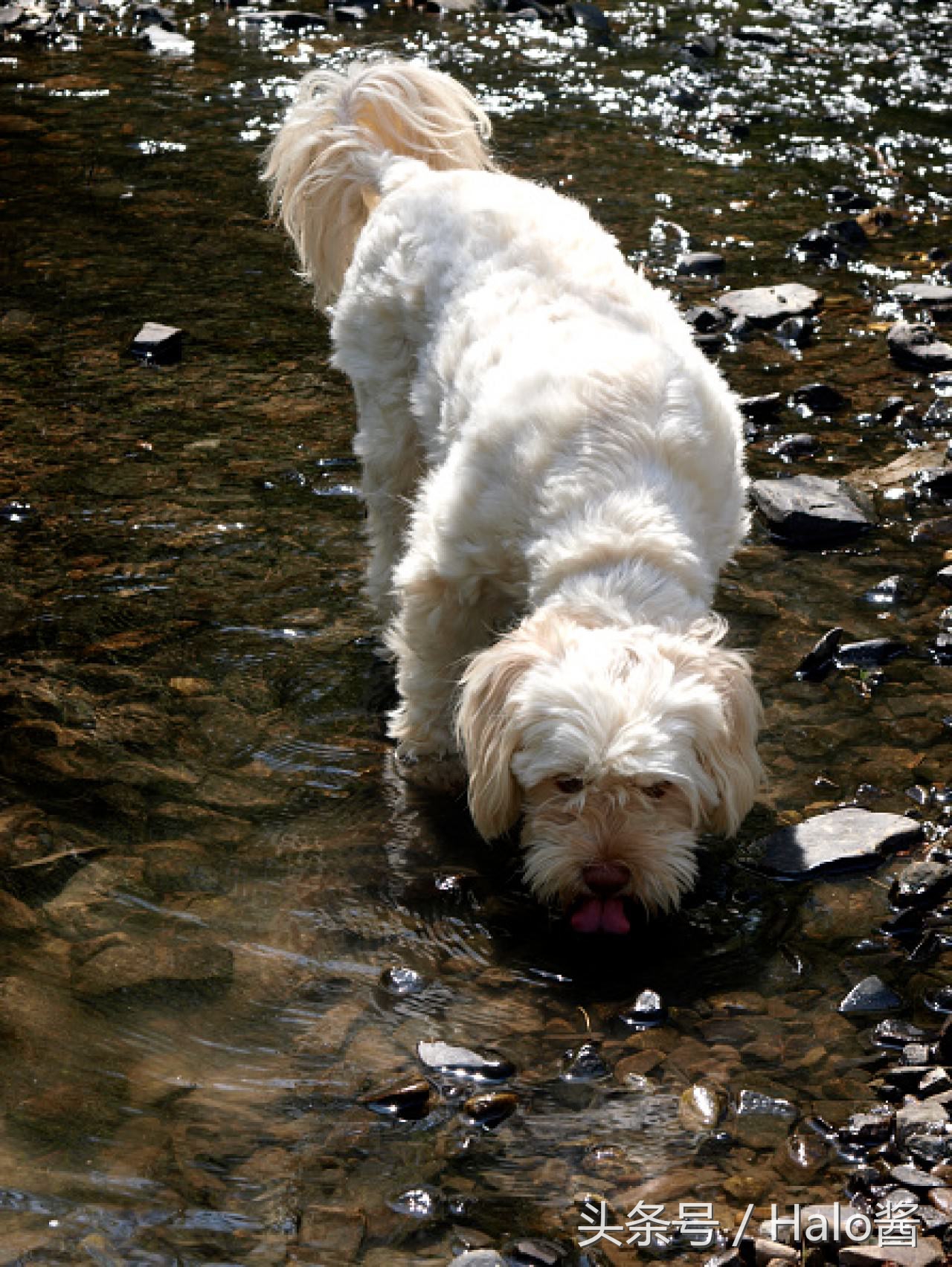 冬天养宠物狗关注事项,带狗狗出门关注事项