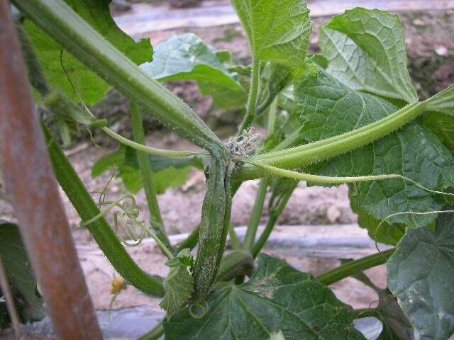 黄瓜疫病症状及防治技术,黄瓜病防治主要有