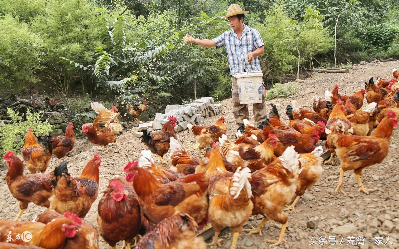 养鸡气囊炎什么症状,十大养鸡用药小技巧