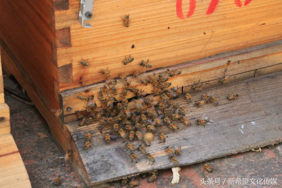 嗡嗡乐园蜂产品,嗡嗡乐园蜂蜜