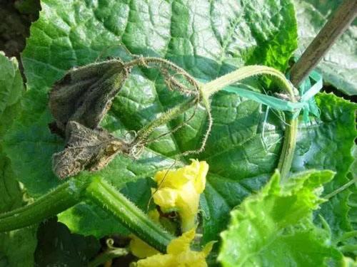 黄瓜疫病症状及防治技术,黄瓜病防治主要有