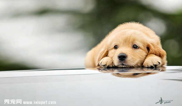 狗急了也跳墙,狗急了要跳墙了要怎么回怼