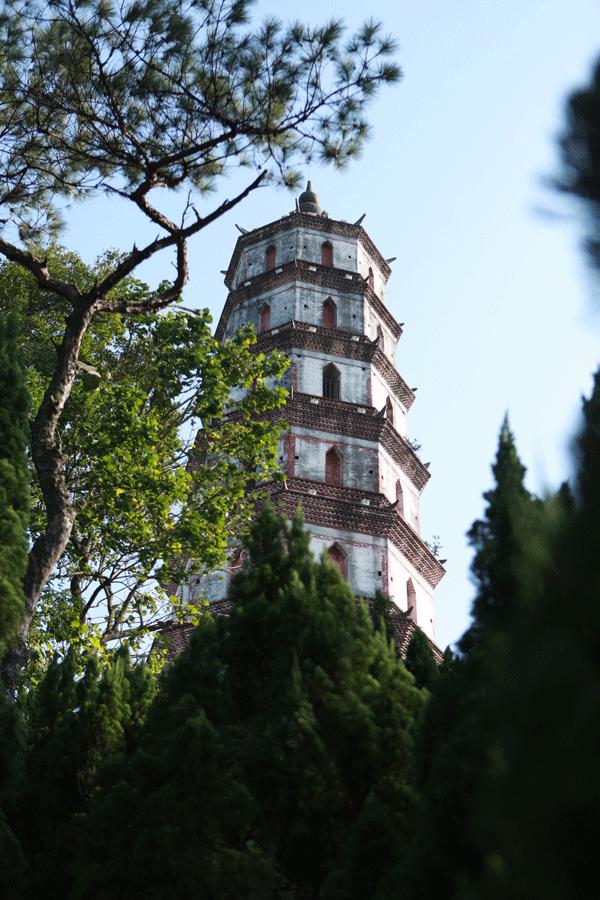 哪一种橘子皮是中药陈皮,一个橘子皮怎么会叫陈皮