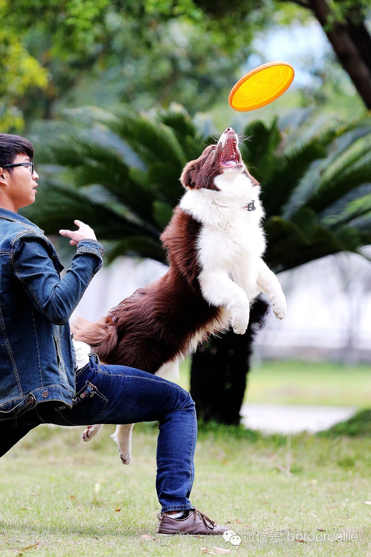 飞盘狗摄影,飞盘狗拍摄