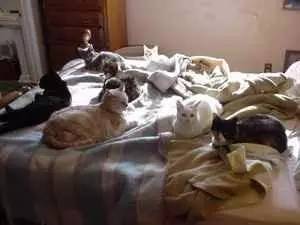 传说中的发情期到了！让猫咪释放欲望还是绝育？