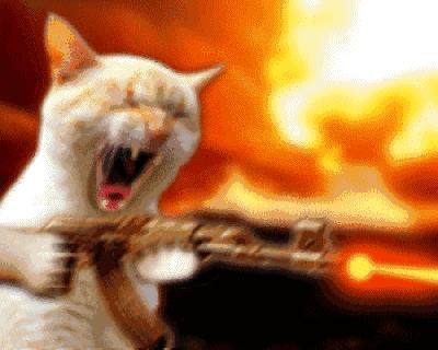 传说中的发情期到了！让猫咪释放欲望还是绝育？