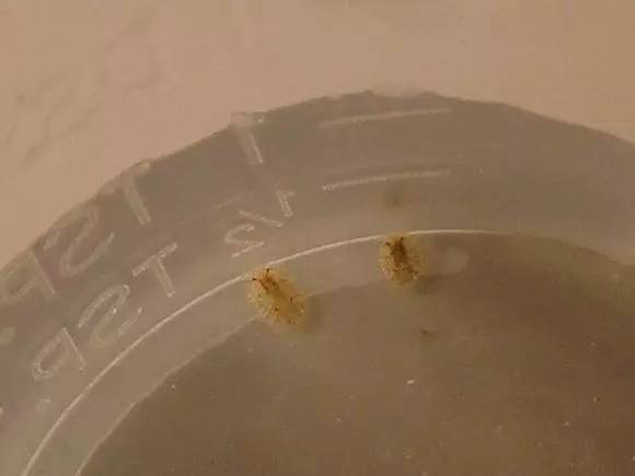 海缸好玩的小生物,海缸稀奇生物