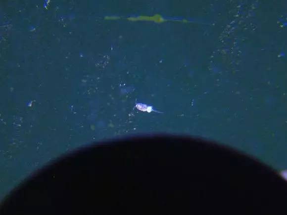 海缸好玩的小生物,海缸稀奇生物