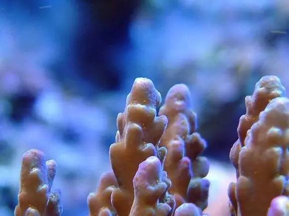 海缸好玩的小生物,海缸稀奇生物