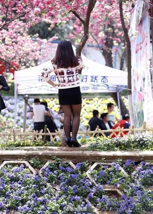 樱花盛开季节旅游攻略,樱花拍摄最全攻略