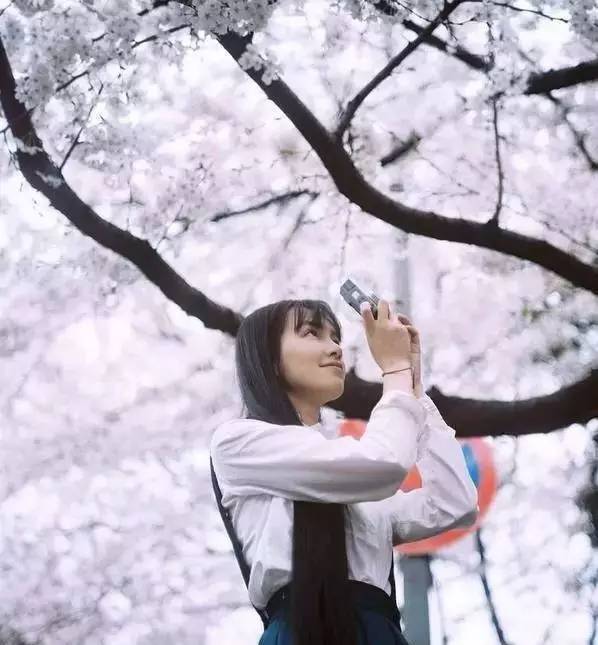 樱花盛开季节旅游攻略,樱花拍摄最全攻略