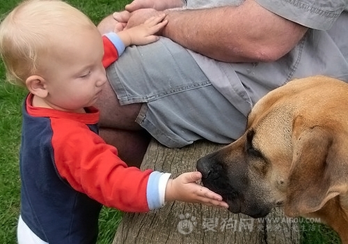 狗急了也跳墙,狗急了要跳墙了要怎么回怼