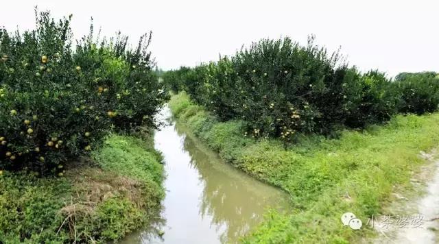 哪一种橘子皮是中药陈皮,一个橘子皮怎么会叫陈皮