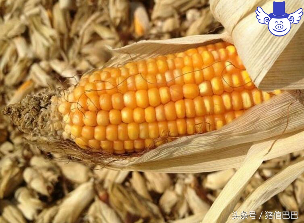 猪脂肪为什么发红,猪的脂肪为什么是黄的