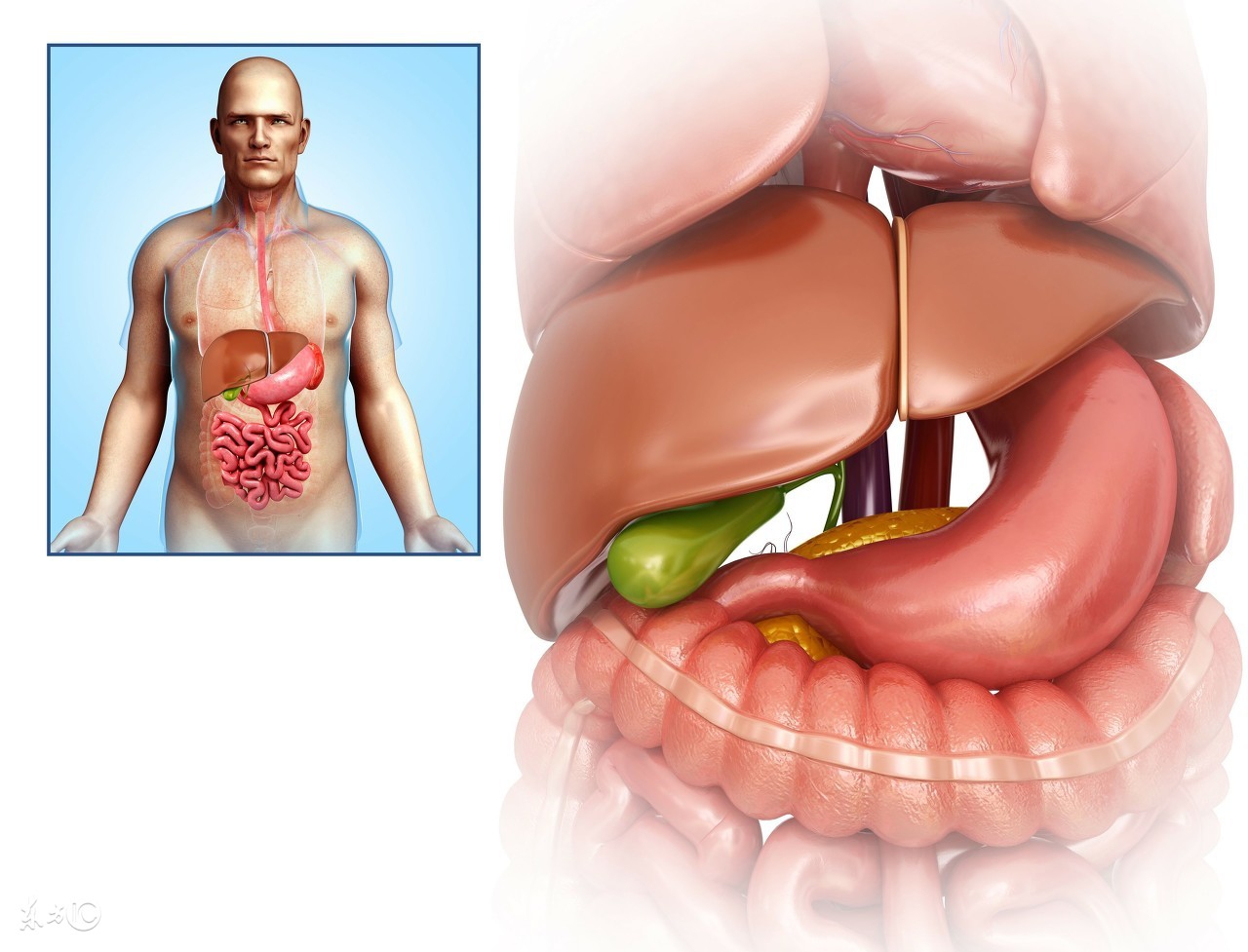 得了胆囊癌会出现哪些明显症状