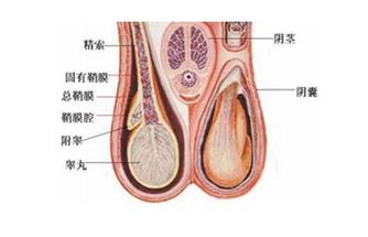 闲得蛋疼的症状,闲得蛋疼怎么治