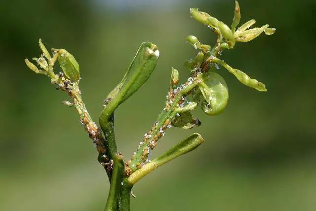 柑橘黄化隐形杀手,柑橘黄叶死苗是什么病
