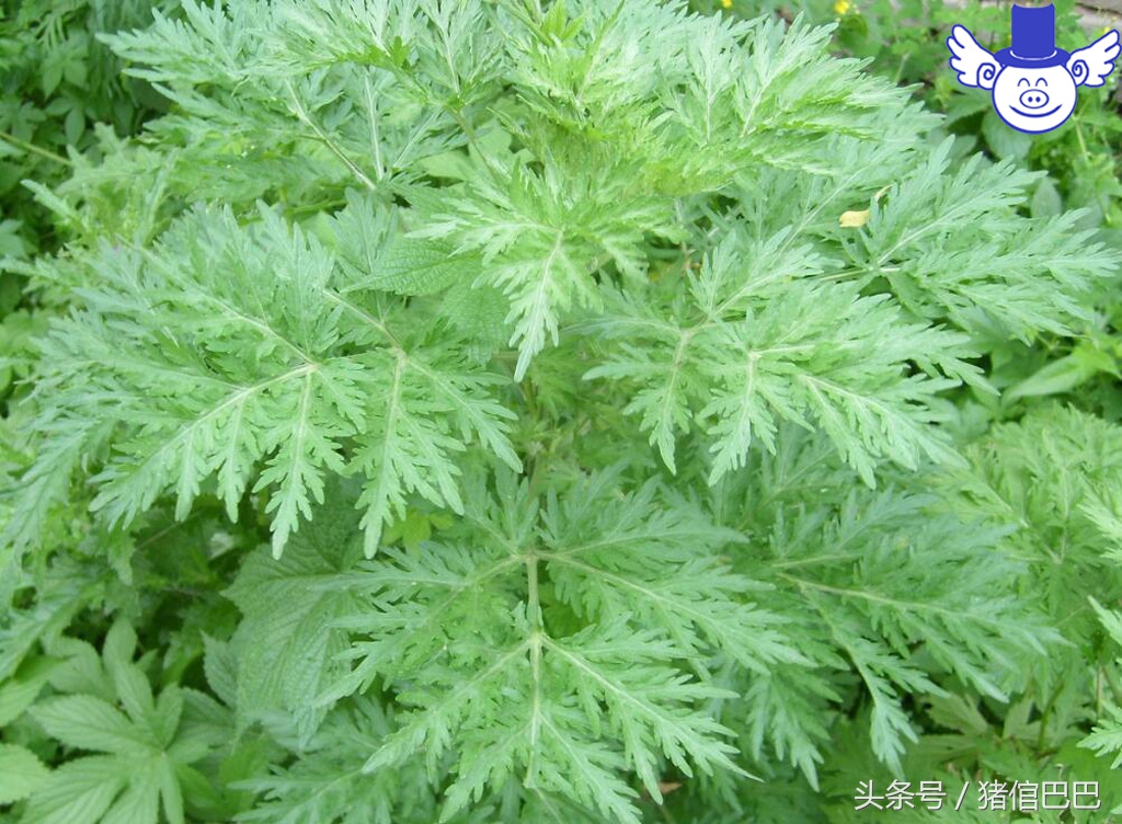 猪脂肪为什么发红,猪的脂肪为什么是黄的