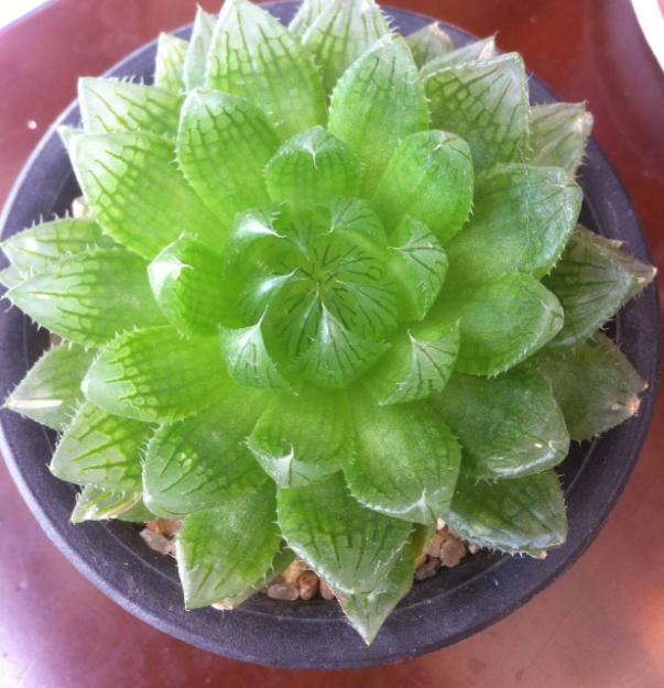 老花匠的养花技巧,樱水晶怎么养才饱满