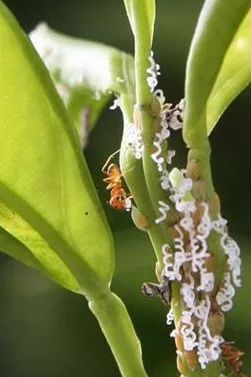 柑橘黄化隐形杀手,柑橘黄叶死苗是什么病