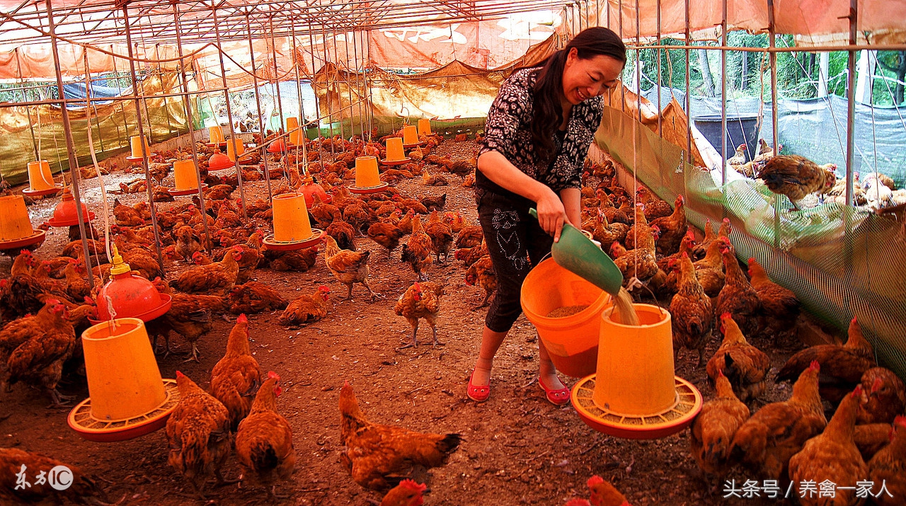 养鸡头歪是什么原因,养鸡啄蛋怎么办