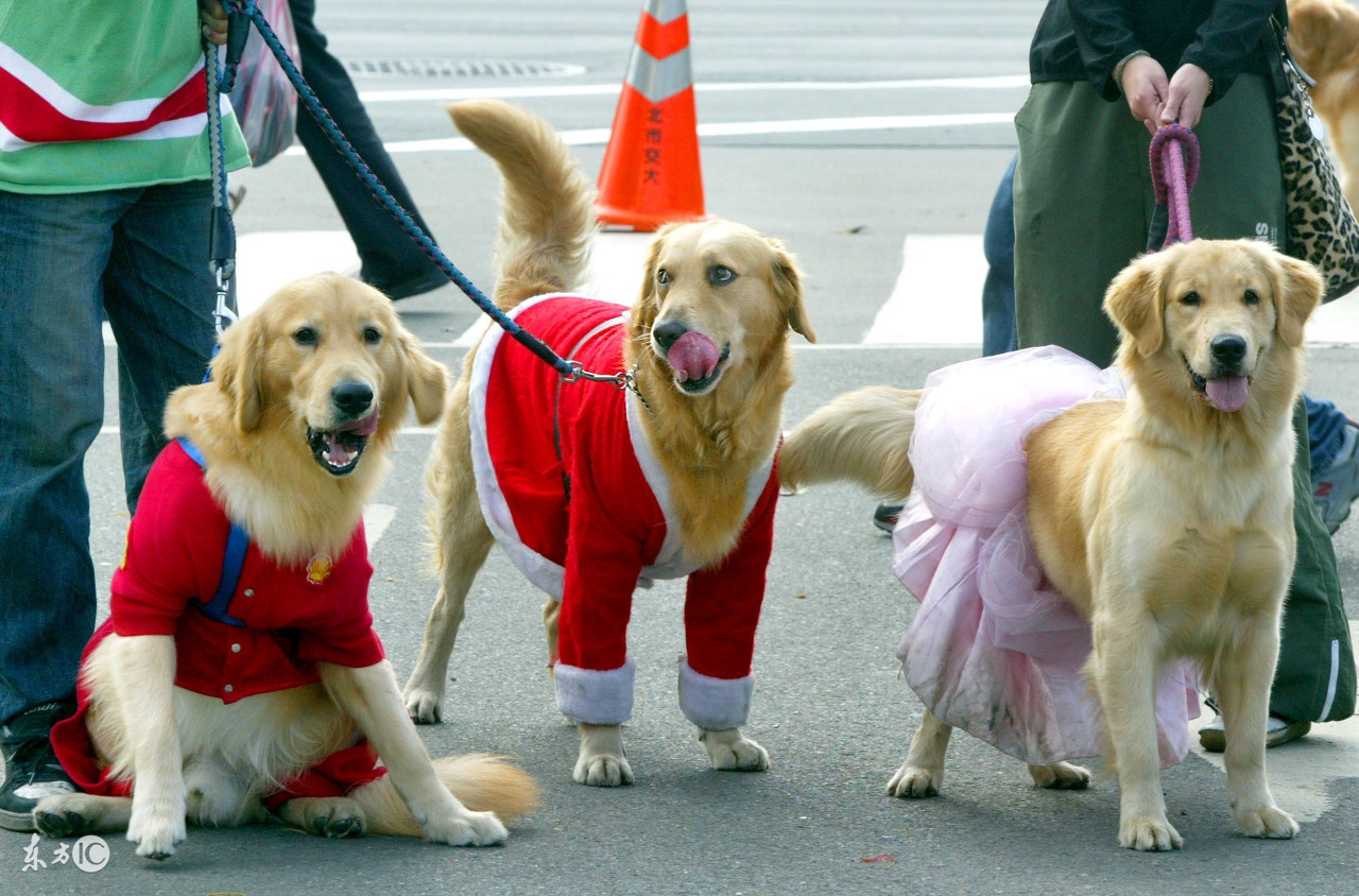 哈士奇不能吃什么食物,哈士奇可以随便吃东西吗