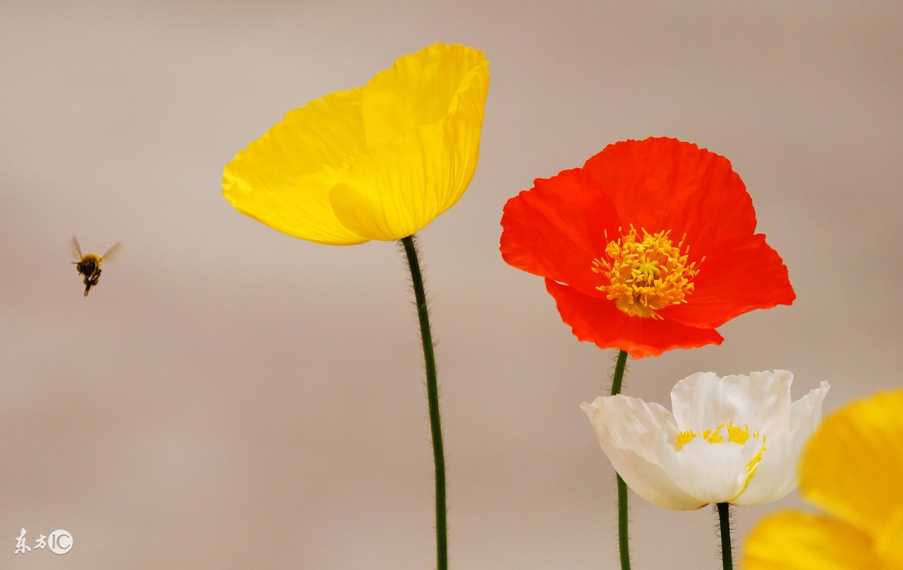 儿歌100首最火动物儿歌,哈巴狗经典儿歌小动物